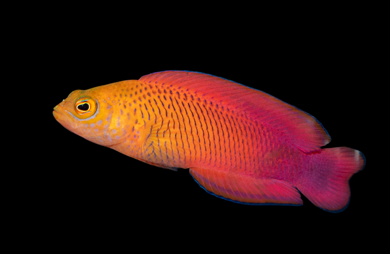 Oblique Dottyback