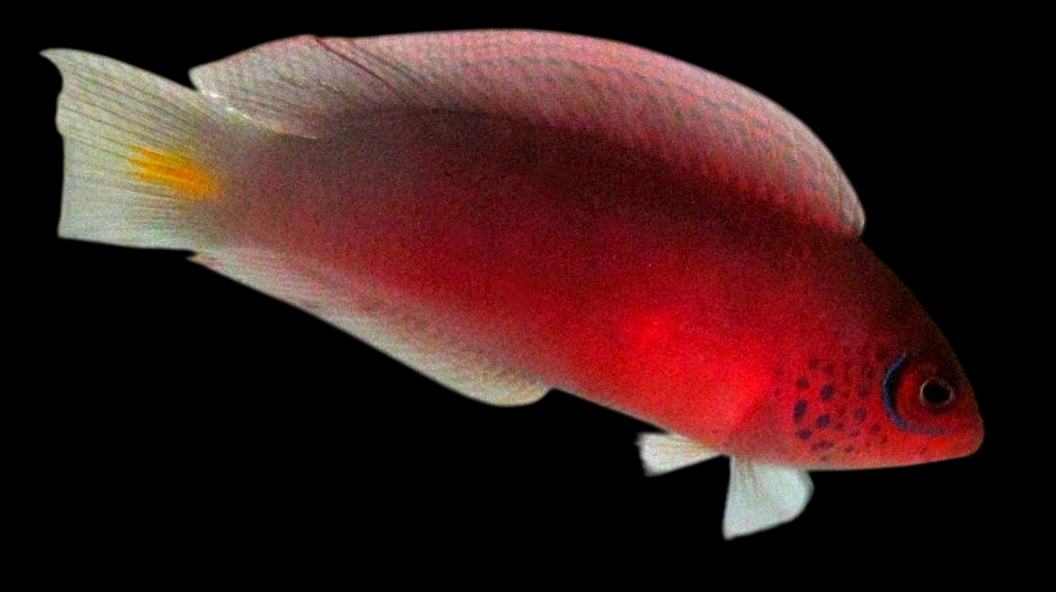 Salvati Dottyback