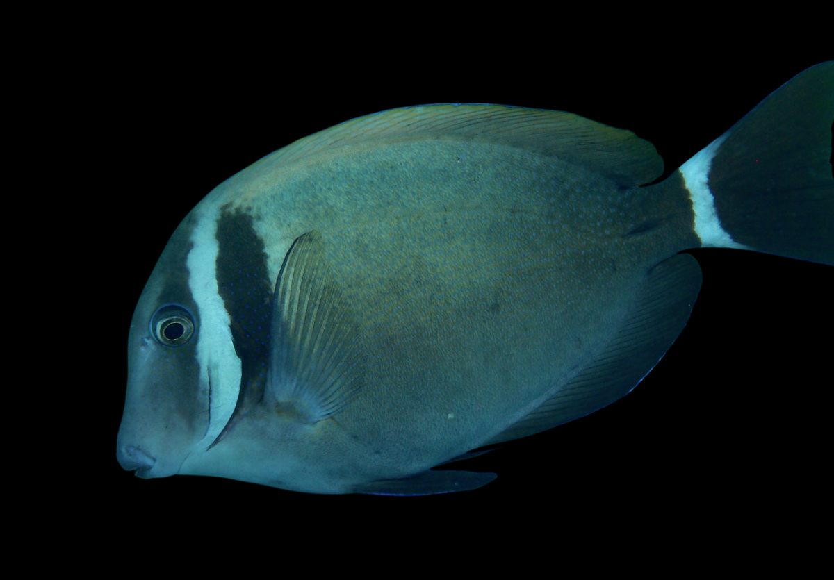 White Bar Tang
