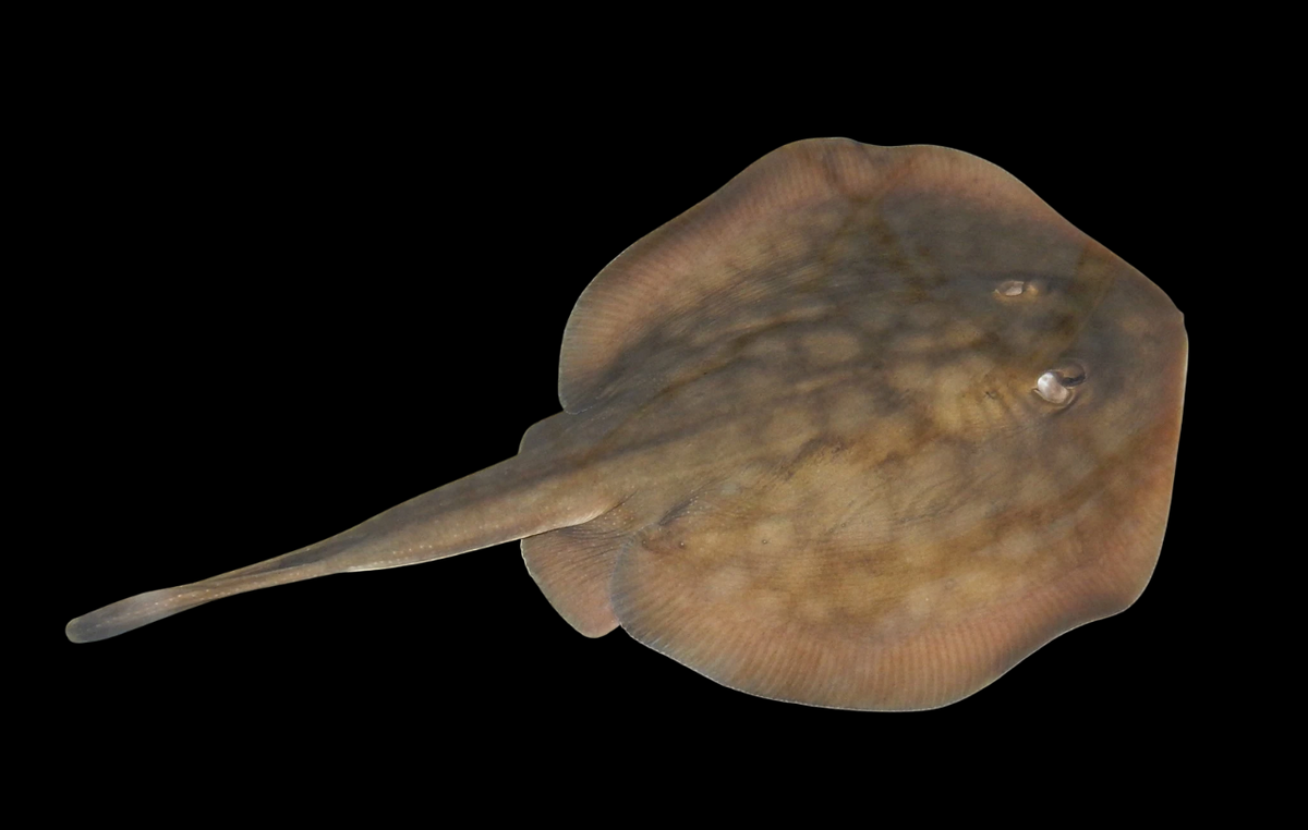 Round Stingray