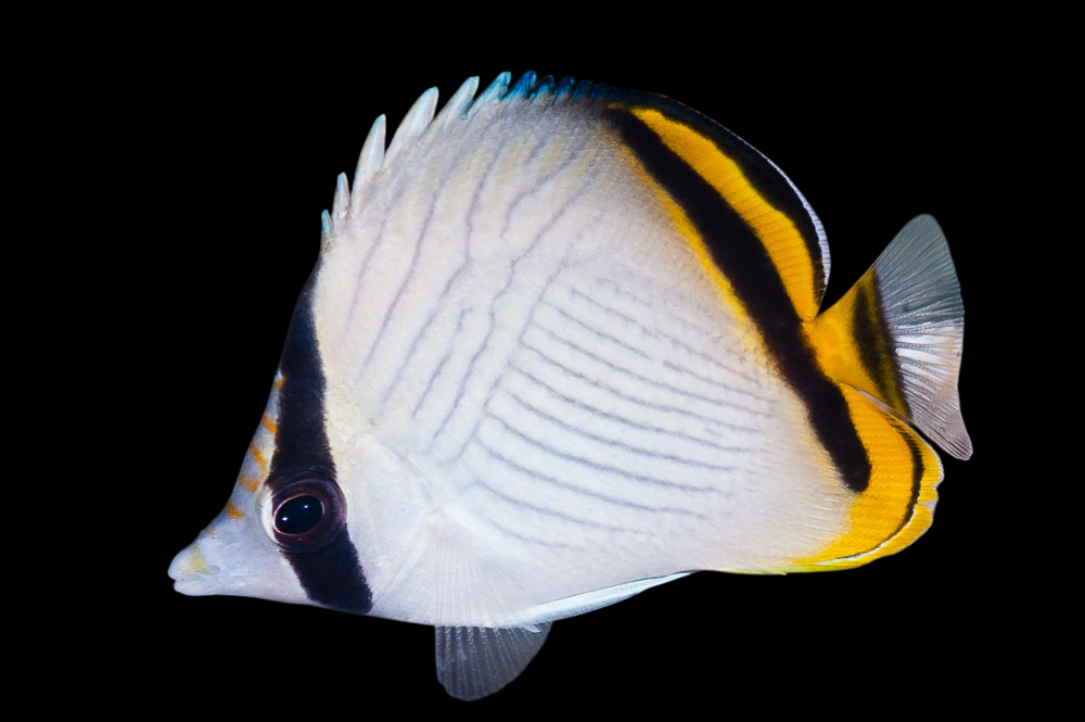 Vagabond Butterflyfish