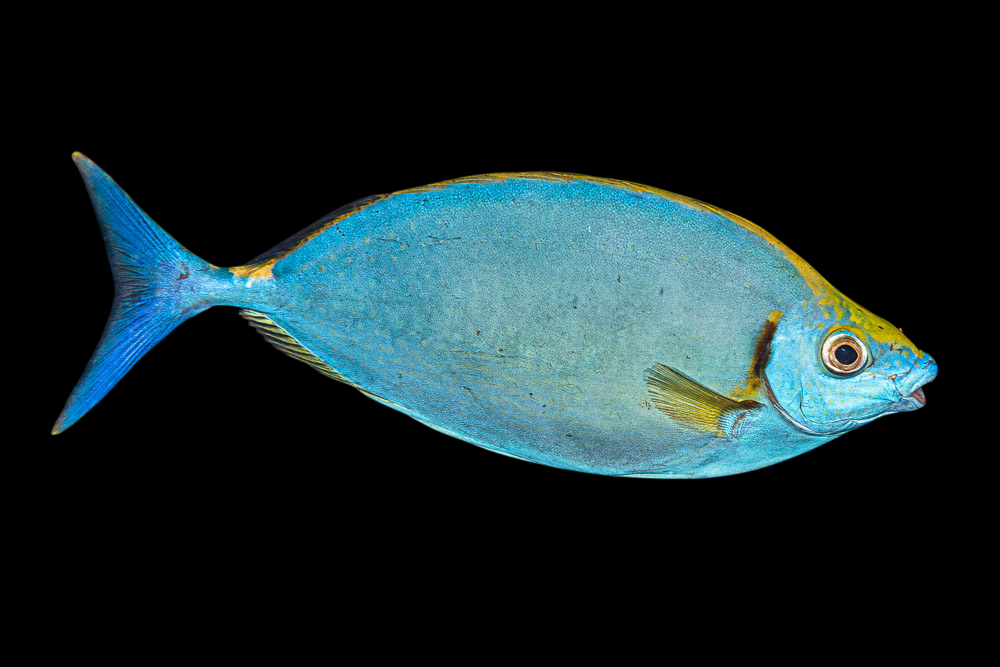 Streamlined Rabbitfish