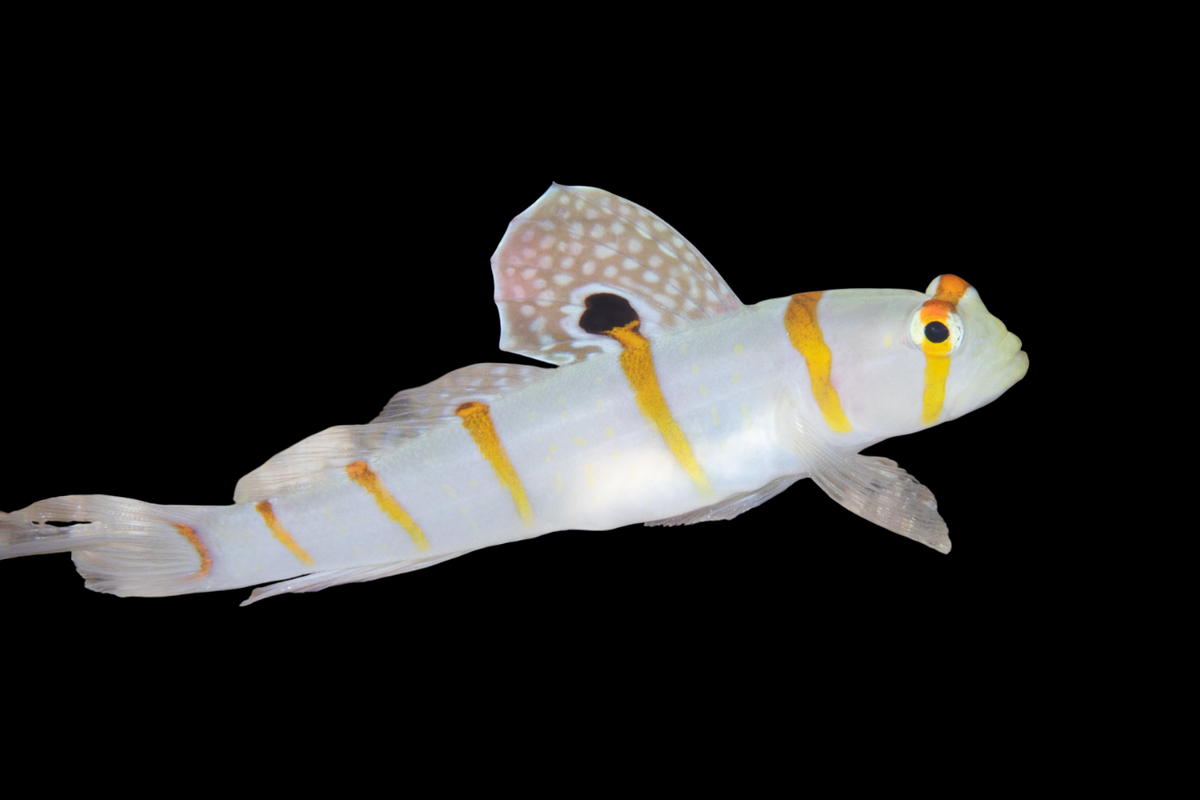 Sailfin Shrimpgoby
