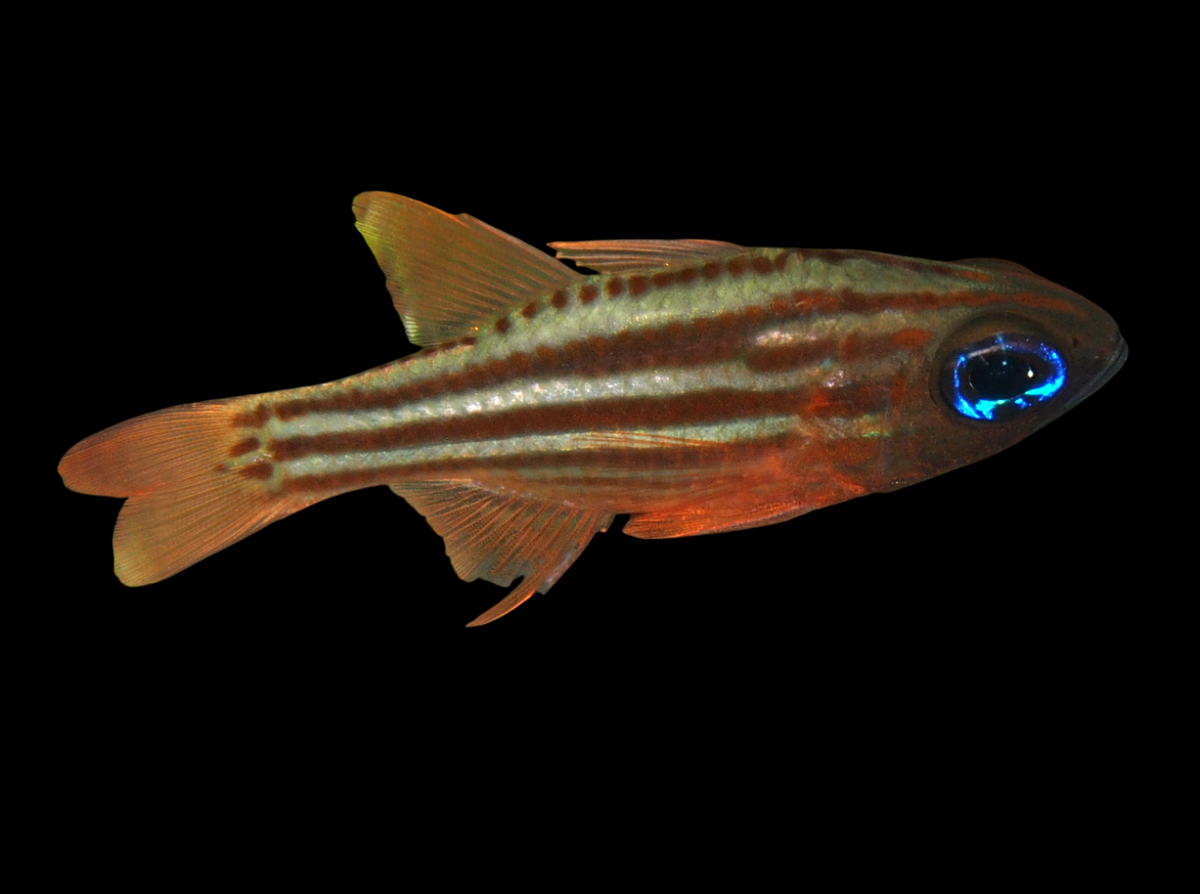 Ochre Striped Cardinalfish