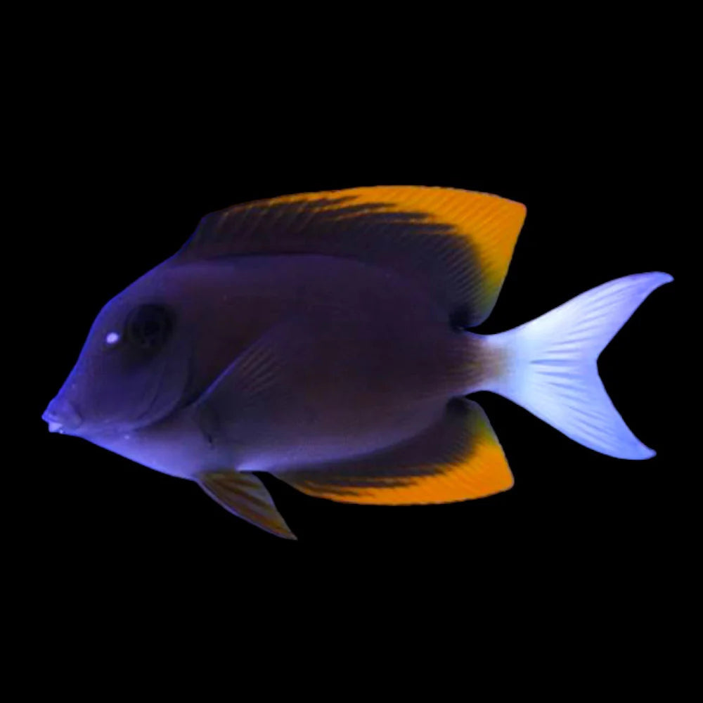 Tomini Bristletooth Tang