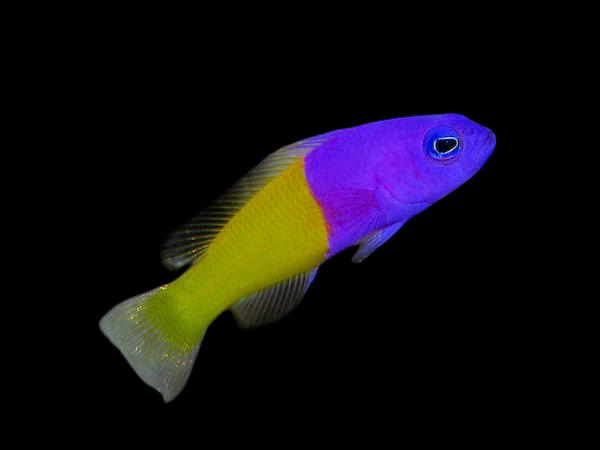 Royal Dinar Dottyback