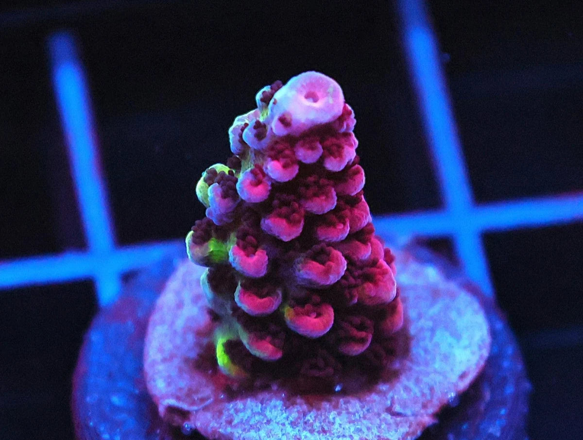 Purple Acropora sp