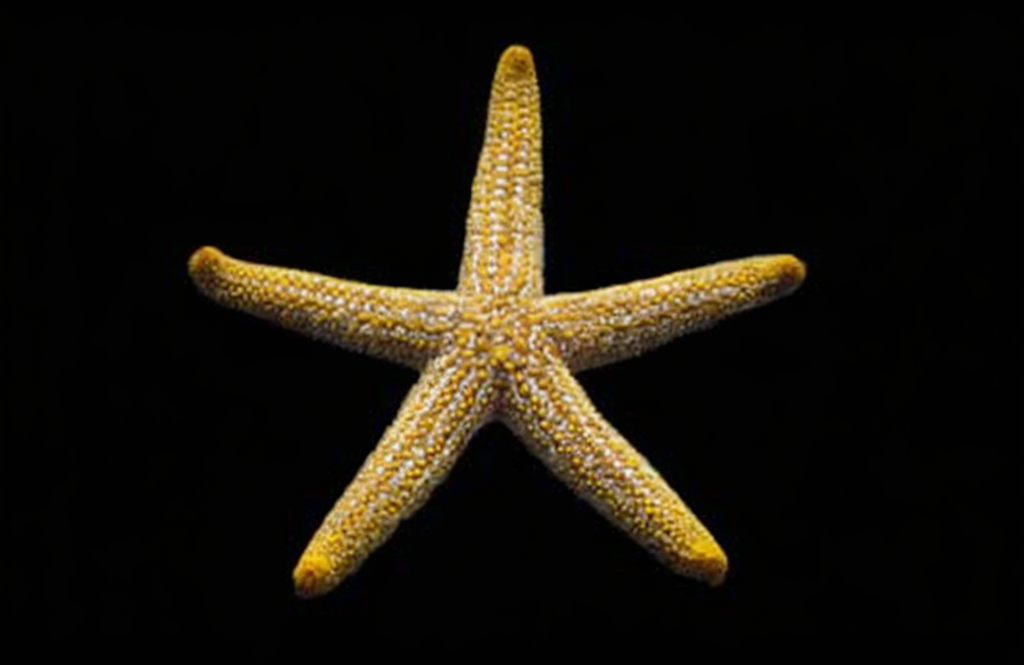 Orange Ridge Sea Star