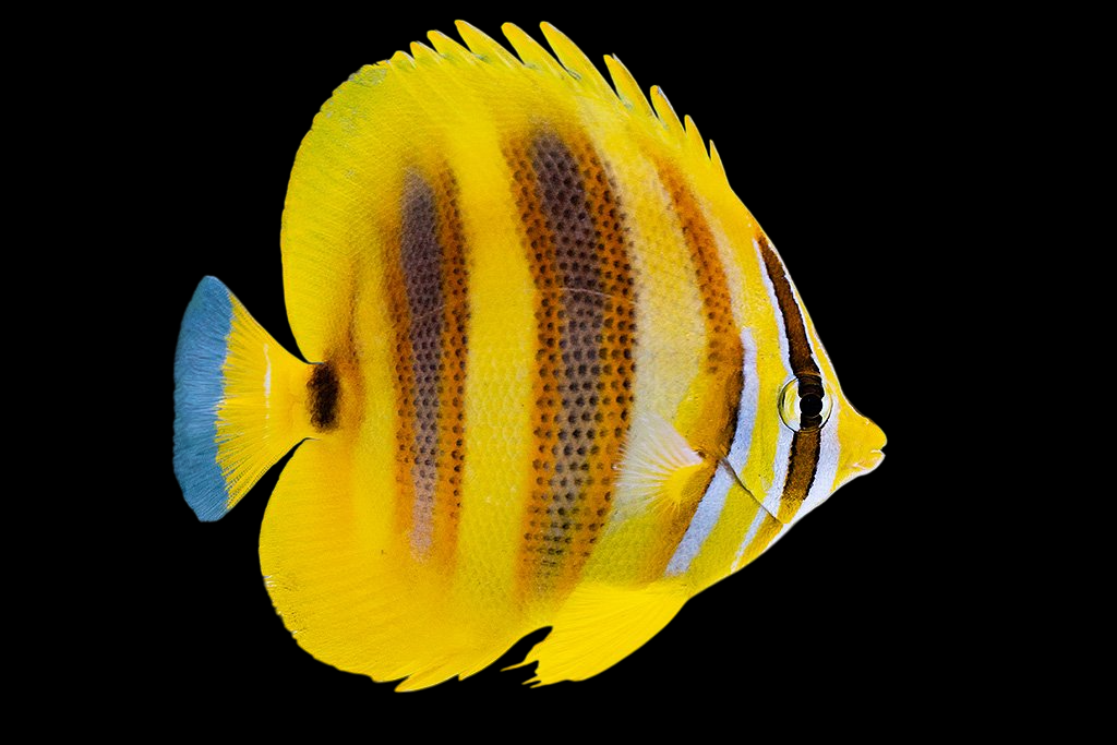 Rainfords Butterflyfish