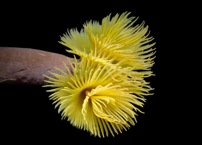 Yellow Dwarf Feather Duster