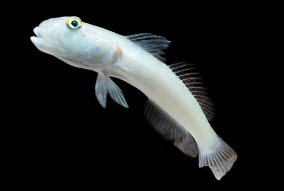 Sleeper Blue Dot Goby, Les Village