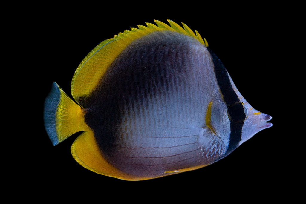 Somali Butterflyfish
