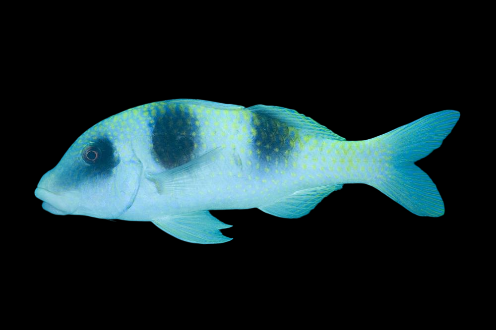 Panda Triplebar Goatfish