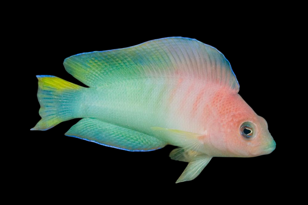 Queensland Dottyback