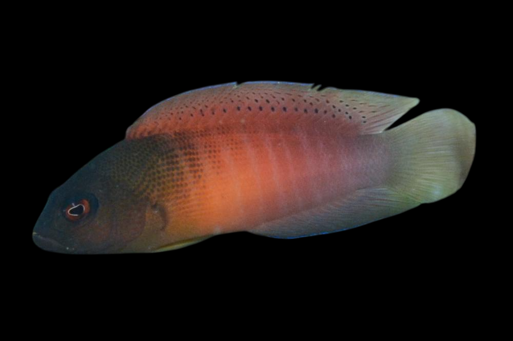 Fire Tailed Dottyback