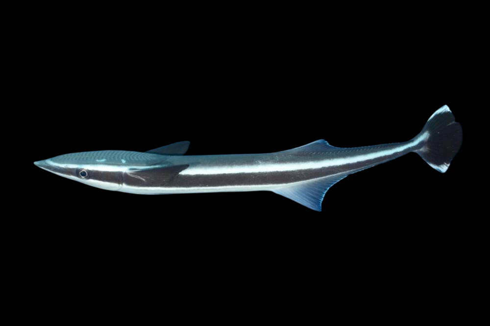 Remora