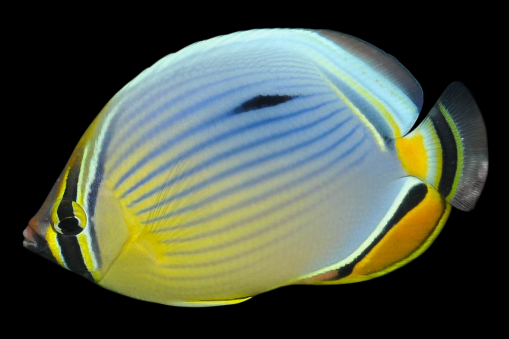 Melon Butterflyfish