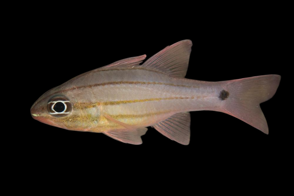 Dampier Cardinalfish