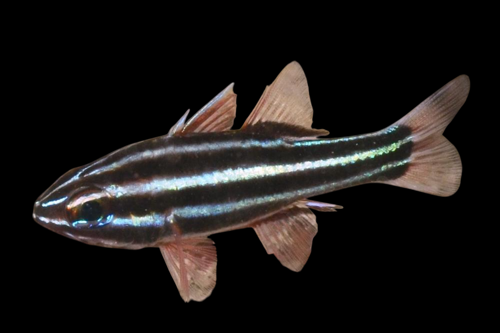 Seven Striped Cardinalfish