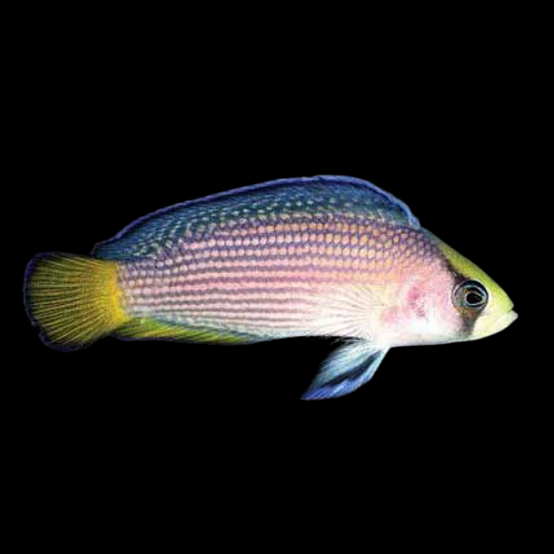 Midnight Splendid Dottyback