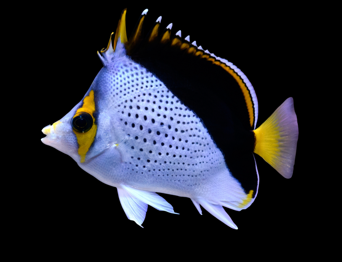 Tinkeri Butterflyfish