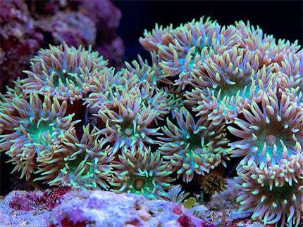 Ducanopsammia axifunga