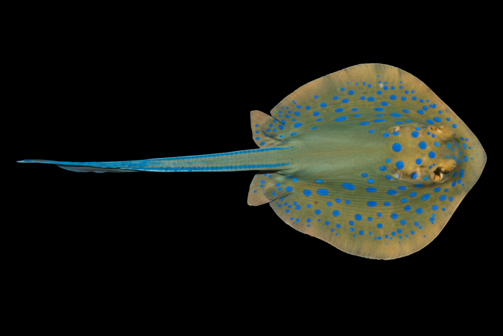 Blue Spotted Stingray (Round)