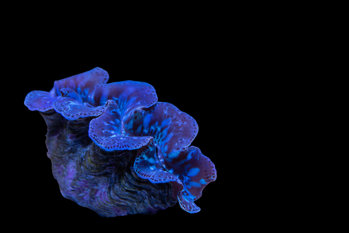 Ultra Coco's Maxima Clam