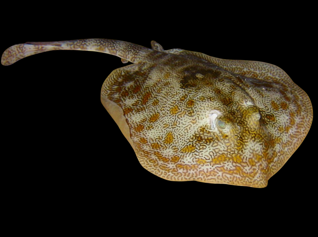 Yellow Stingray