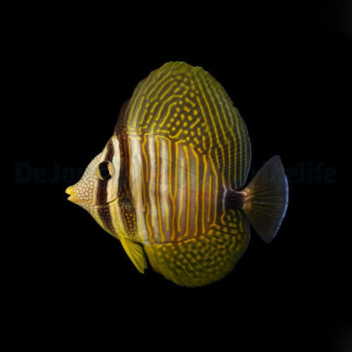Desjardini Sailfin Tang