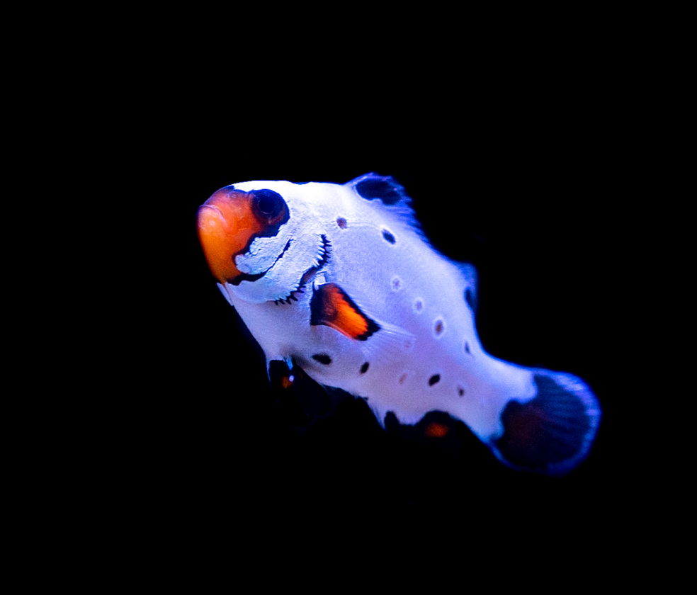 Clownfish