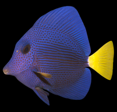 Purple Tang