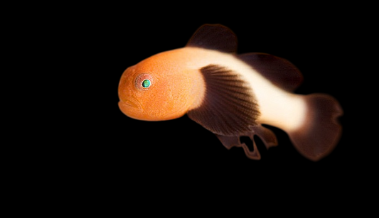 Blackfin Coral Goby