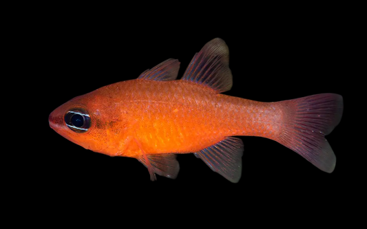 Sawcheek Cardinalfish