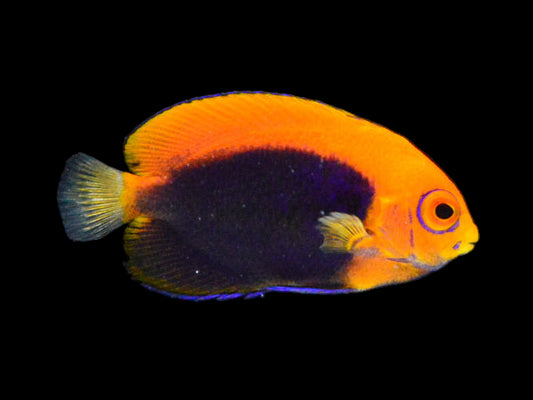 Flameback Angelfish (Centropyge aurantonotus)