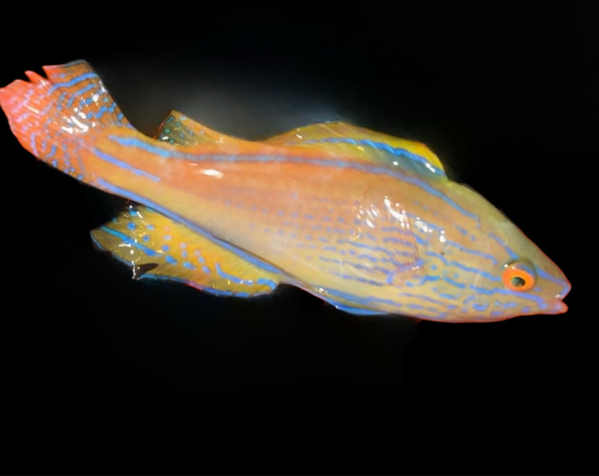 LINEATUS FAIRY WRASSE - SUPER MALE - 4.25 INCHES