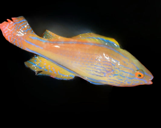 LINEATUS FAIRY WRASSE - SUPER MALE - 4.25 INCHES