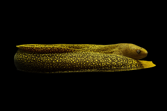 Dark Body Goldentail Eel