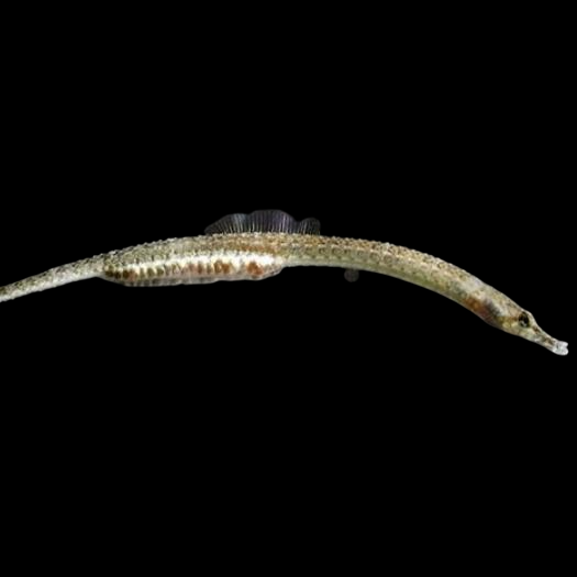 Whitenose Pipefish