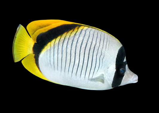 Lined Butterflyfish
