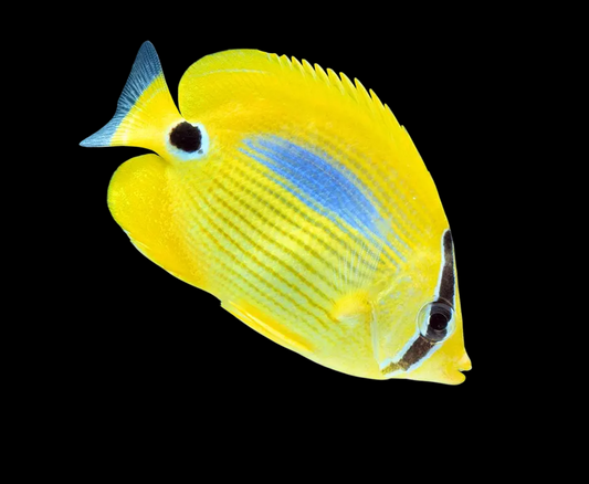 Blueblotch Butterflyfish