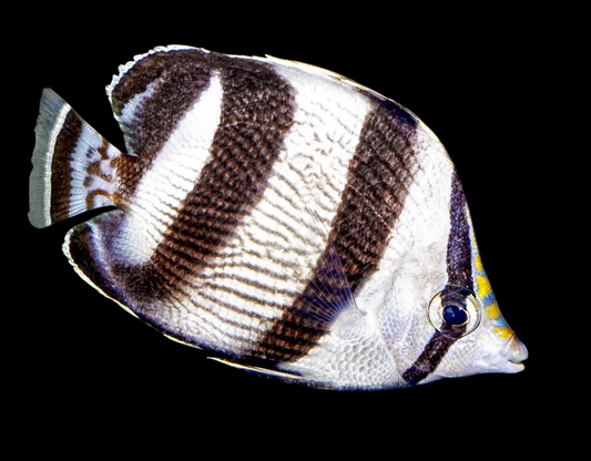 Banded Butterflyfish