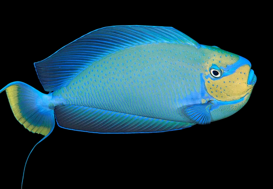 Vlamingii Naso Tang