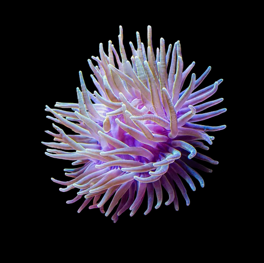 Colored Reef Anemone