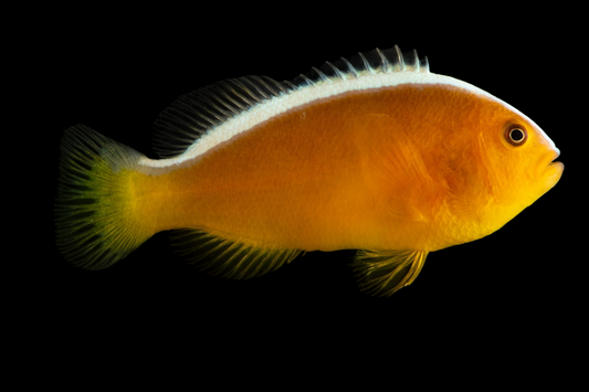 Bali Aquarich Skunk Orange Clownfish