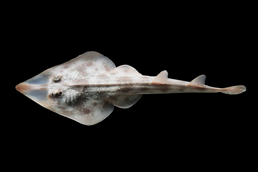 Guitar Shovelnose Ray