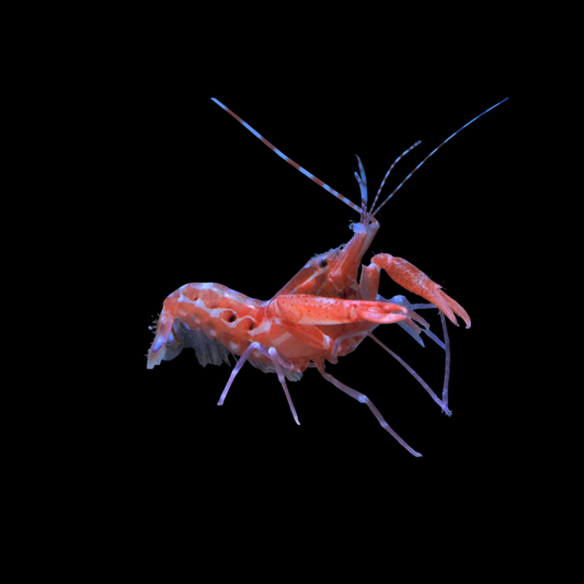 Curly Que Pistol Shrimp