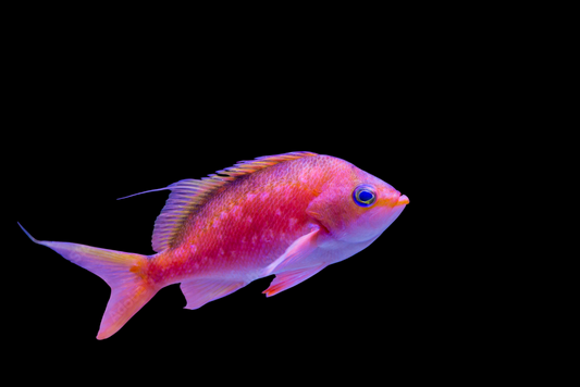 Cherry Anthias