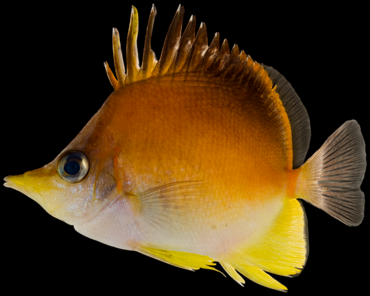 Longsnout Butterflyfish