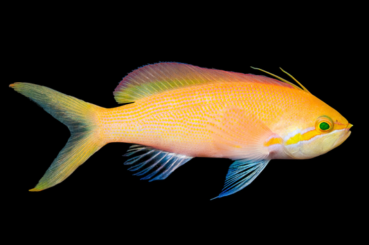 Carberryi Anthias